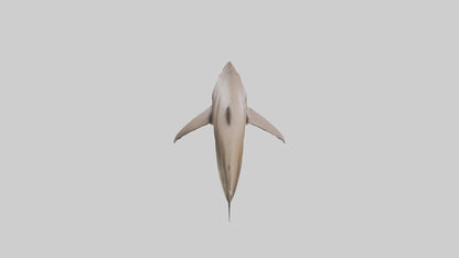 Dogfish Shark prowling model 3D model
