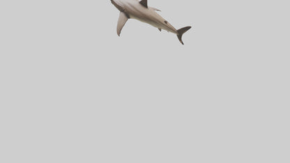 Dogfish Shark prowling model 3D model