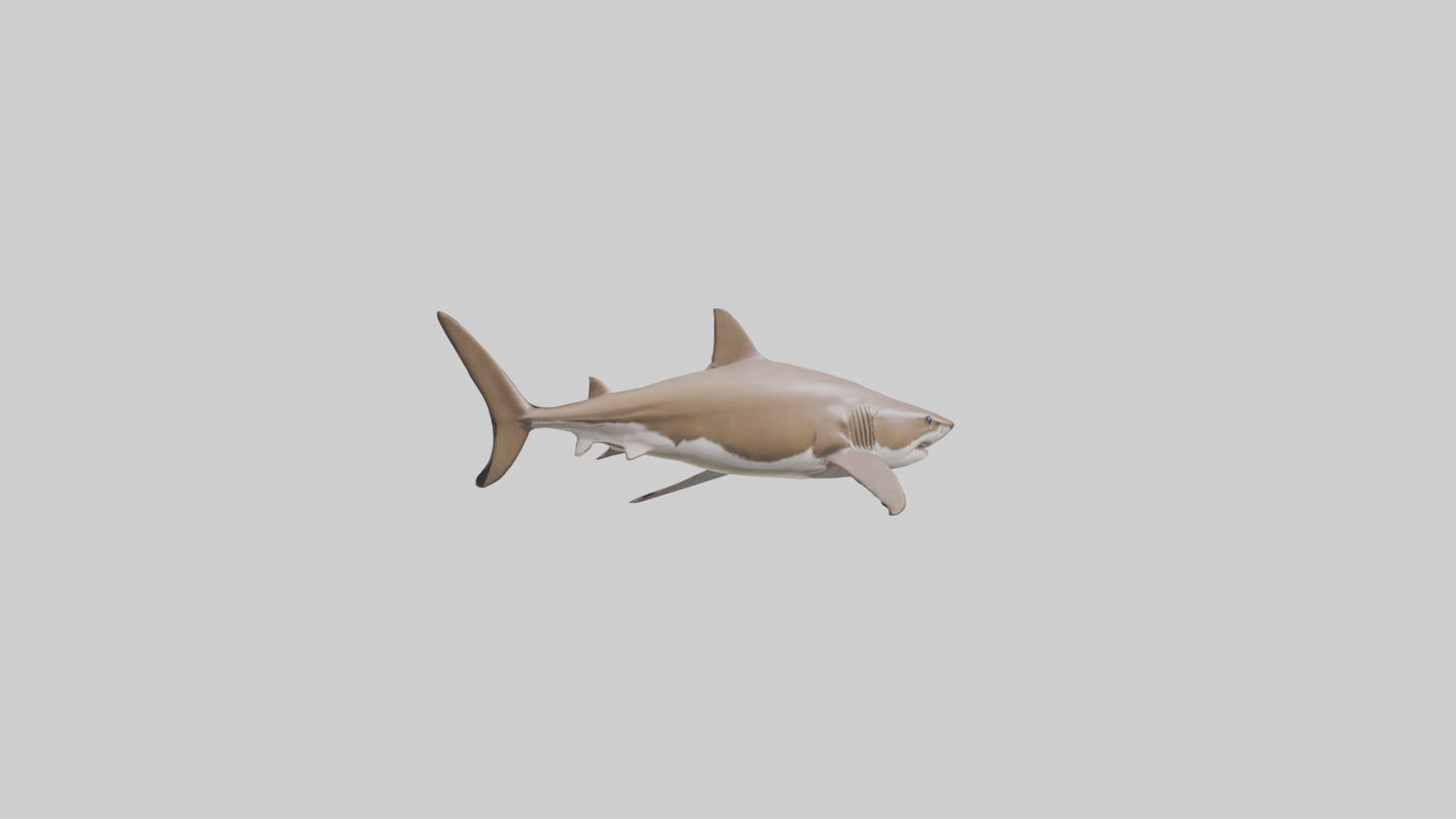 Dogfish Shark prowling model 3D model