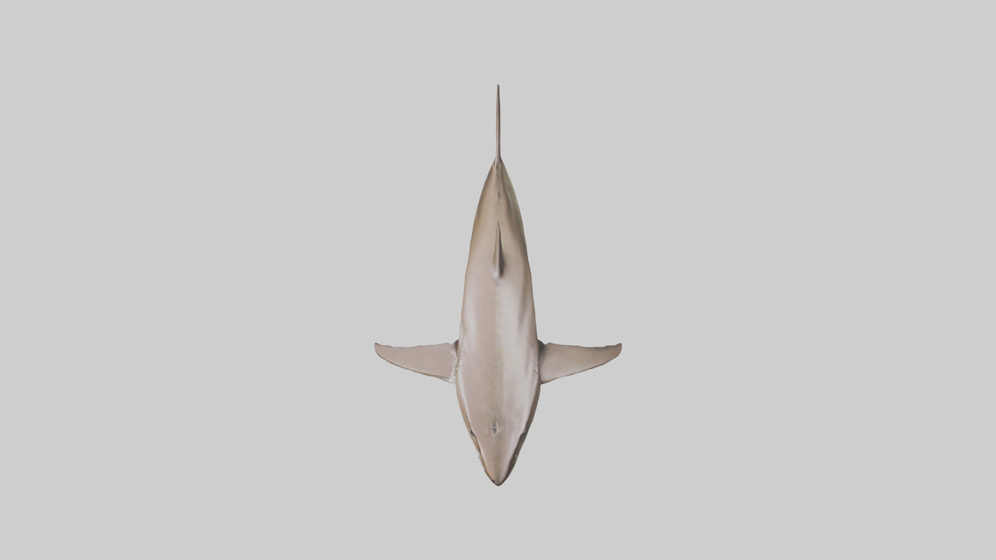 Dogfish Shark prowling model 3D model