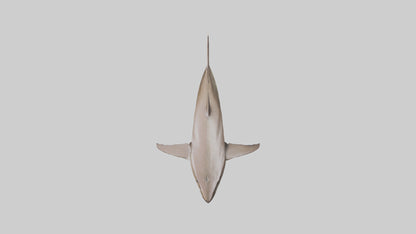 Dogfish Shark prowling model 3D model