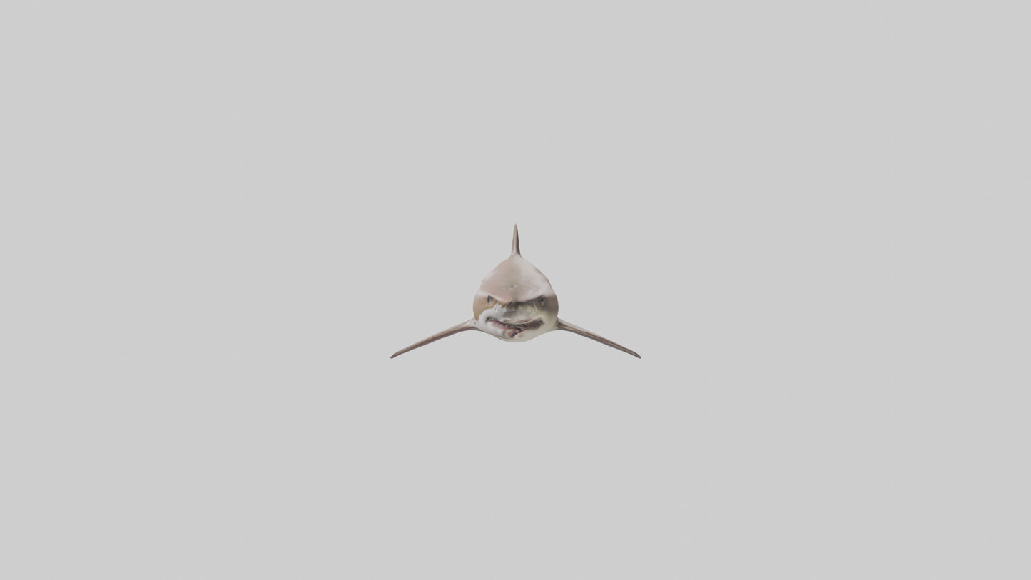 Dogfish Shark prowling model 3D model