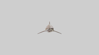 Dogfish Shark prowling model 3D model
