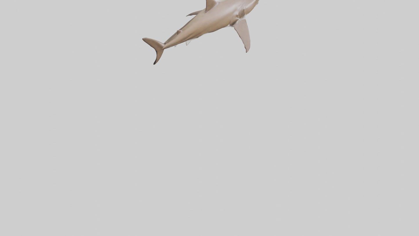 Dogfish Shark prowling model 3D model