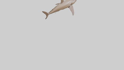 Dogfish Shark prowling model 3D model