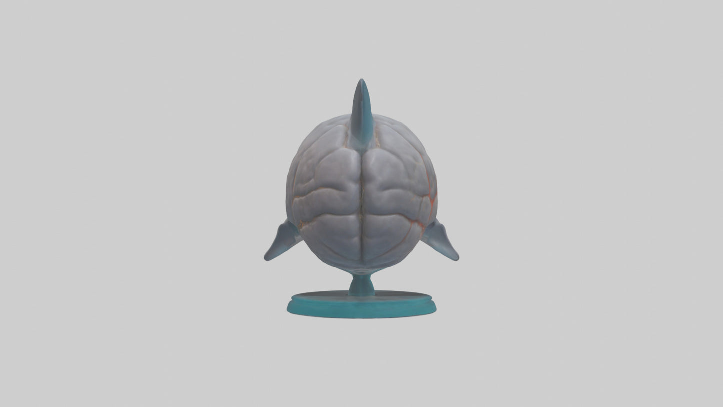 3D model Dolphin Brain VR / AR / low-poly