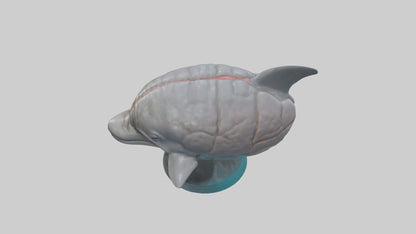 3D model Dolphin Brain VR / AR / low-poly