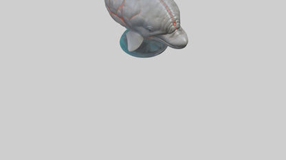 3D model Dolphin Brain VR / AR / low-poly