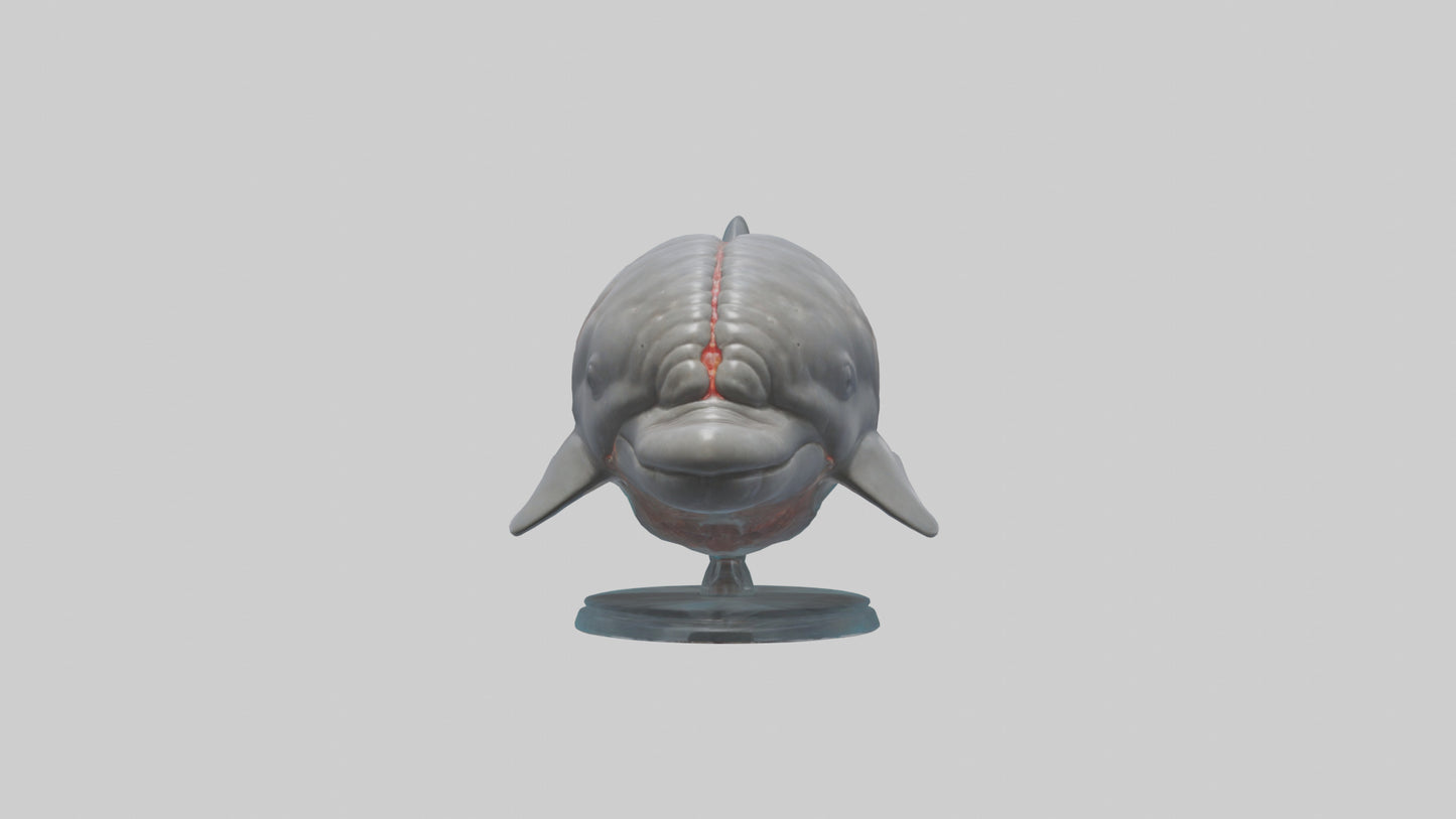 3D model Dolphin Brain VR / AR / low-poly