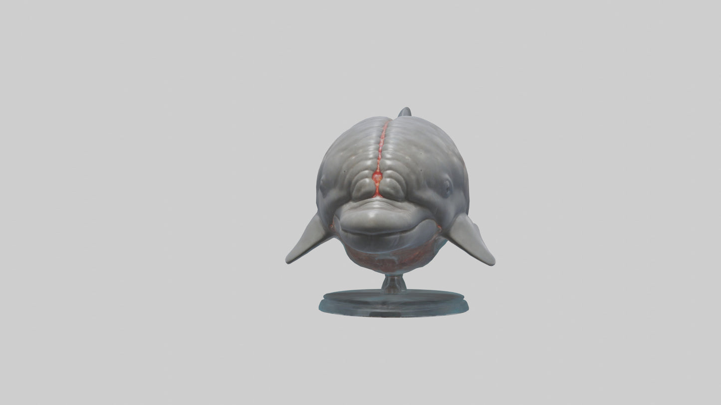 3D model Dolphin Brain VR / AR / low-poly