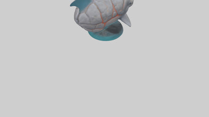 3D model Dolphin Brain VR / AR / low-poly