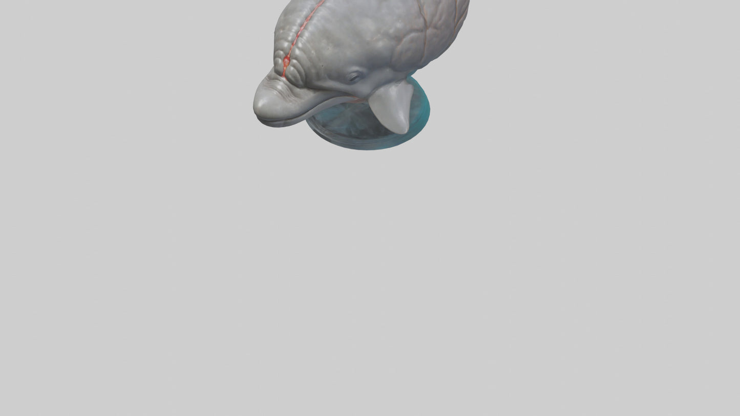 3D model Dolphin Brain VR / AR / low-poly