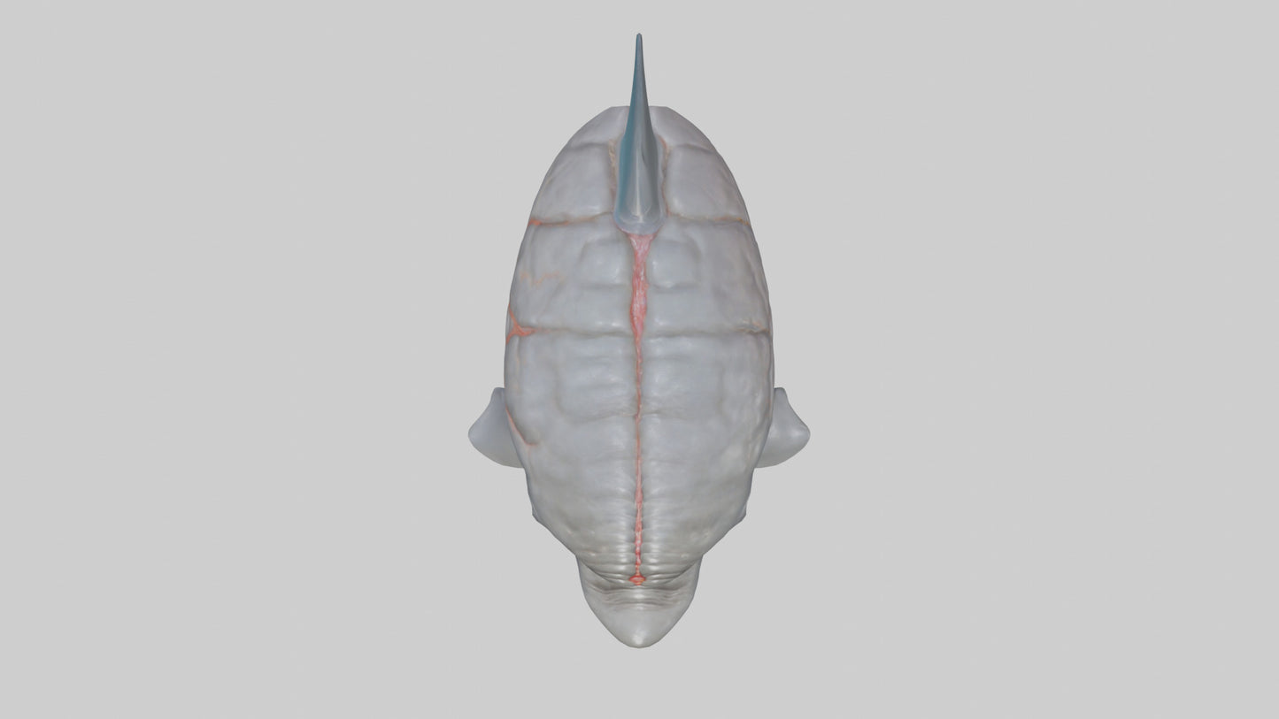 3D model Dolphin Brain VR / AR / low-poly