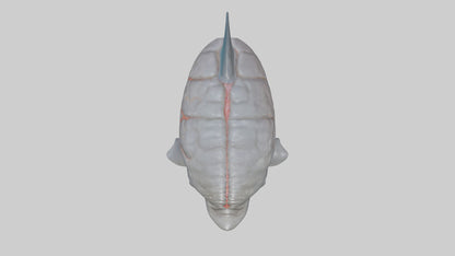 3D model Dolphin Brain VR / AR / low-poly