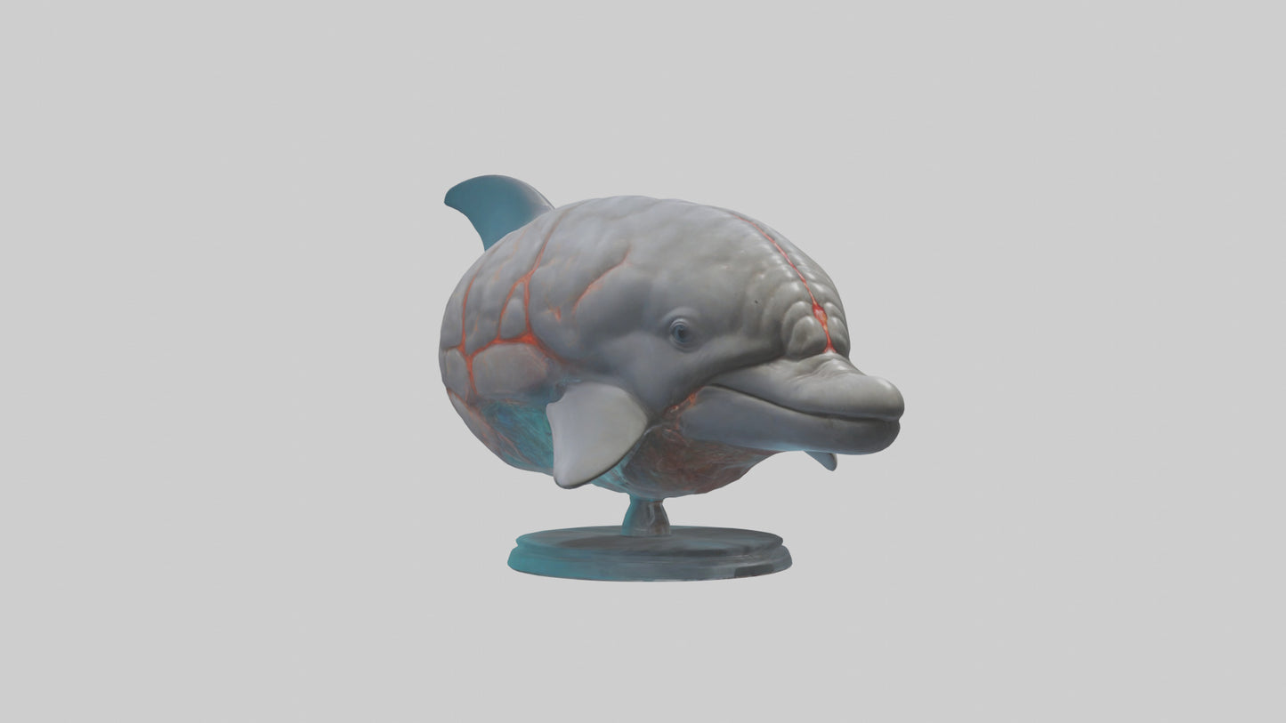 3D model Dolphin Brain VR / AR / low-poly