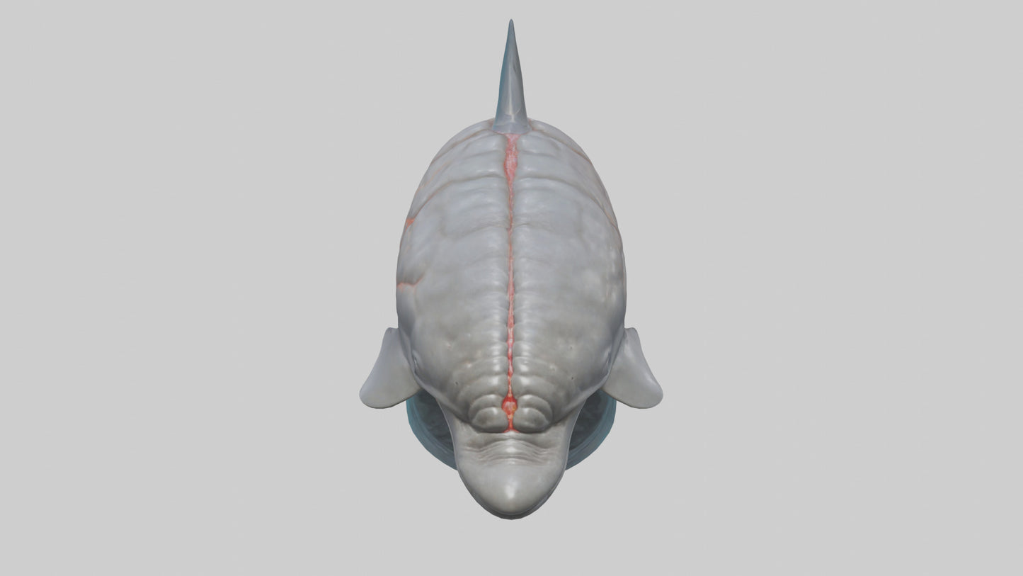 3D model Dolphin Brain VR / AR / low-poly