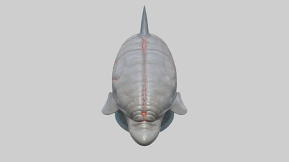 3D model Dolphin Brain VR / AR / low-poly