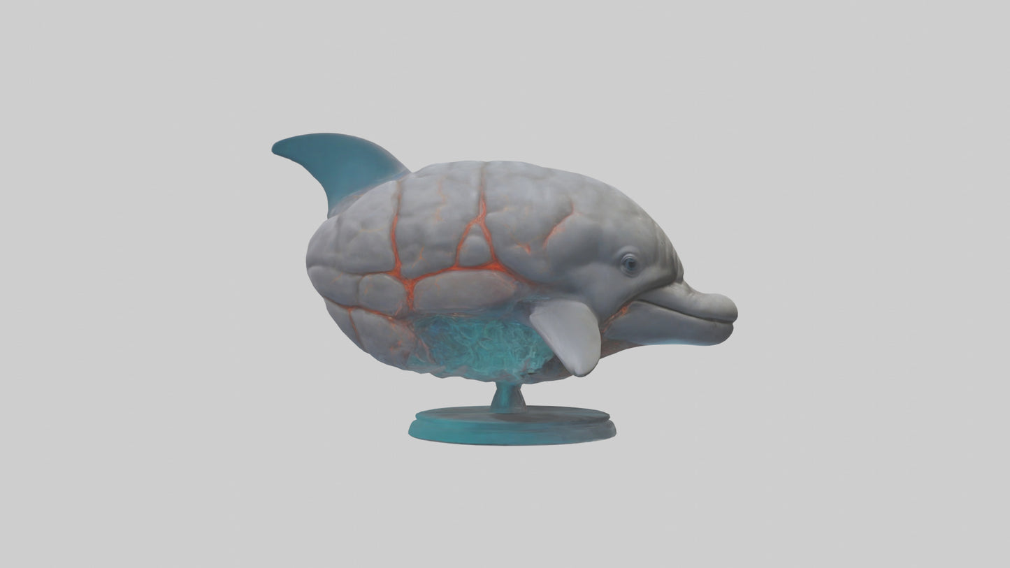 3D model Dolphin Brain VR / AR / low-poly