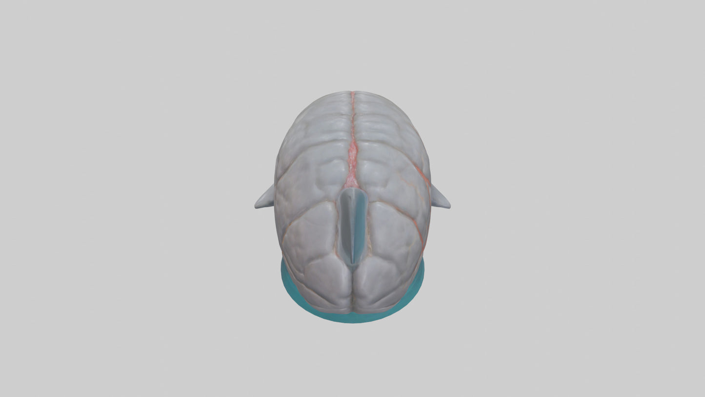 3D model Dolphin Brain VR / AR / low-poly