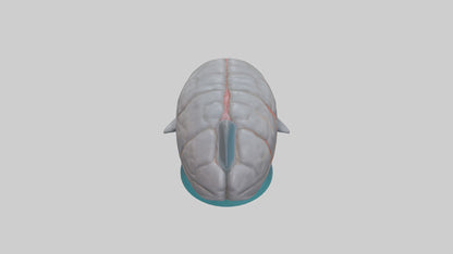 3D model Dolphin Brain VR / AR / low-poly