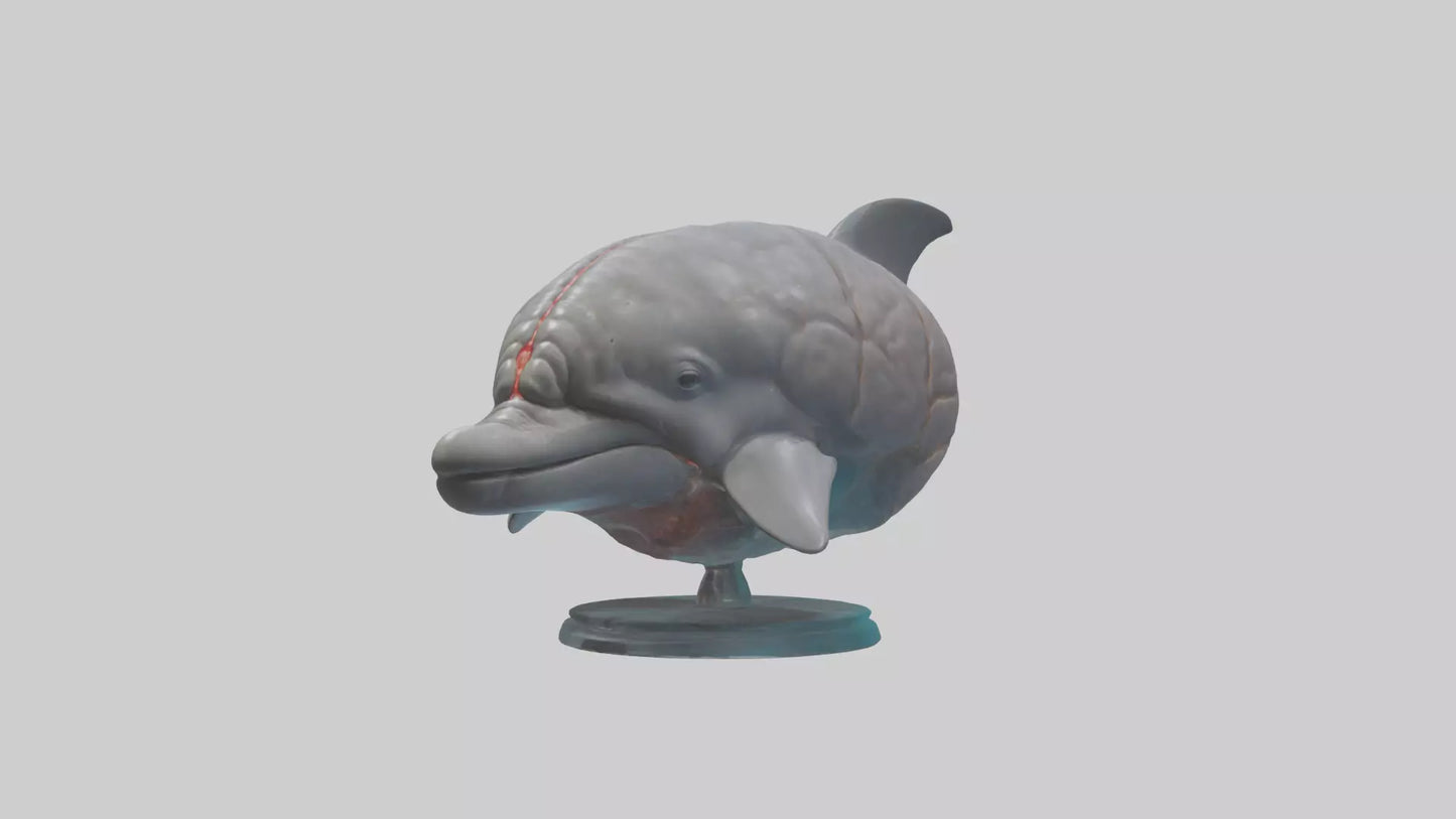 3D model Dolphin Brain VR / AR / low-poly