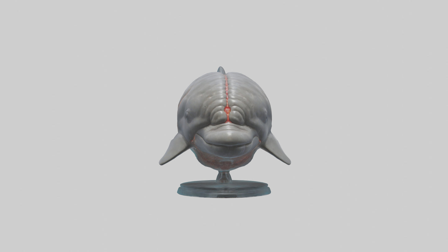 3D model Dolphin Brain VR / AR / low-poly