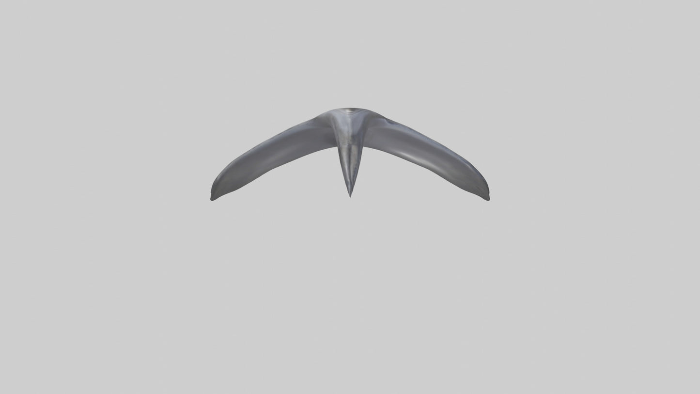 3D model Dolphin Dorsal Fin VR / AR / low-poly
