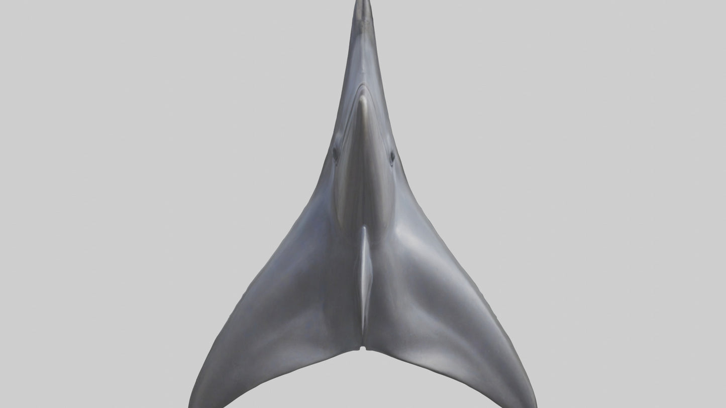 3D model Dolphin Dorsal Fin VR / AR / low-poly