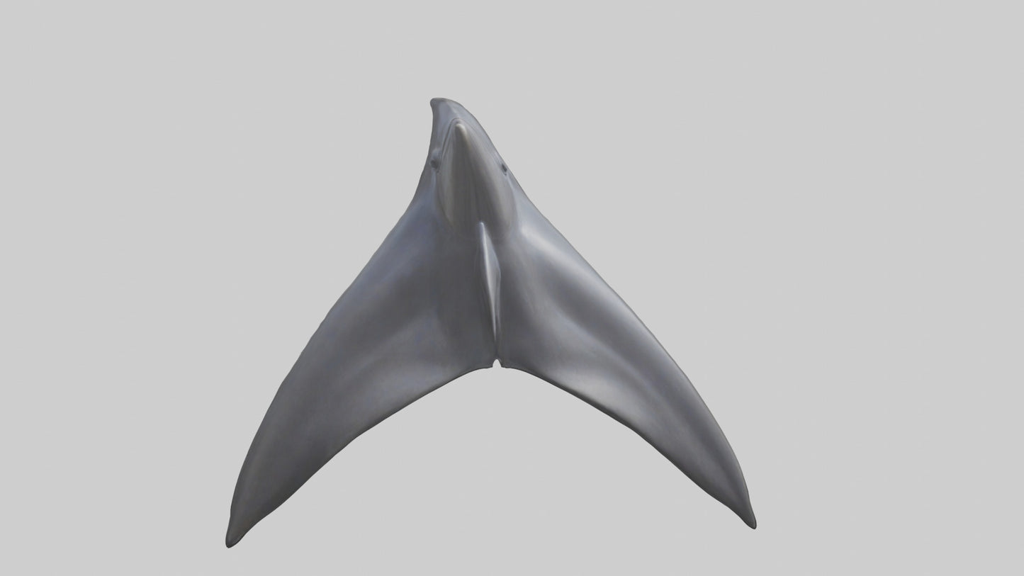 3D model Dolphin Dorsal Fin VR / AR / low-poly