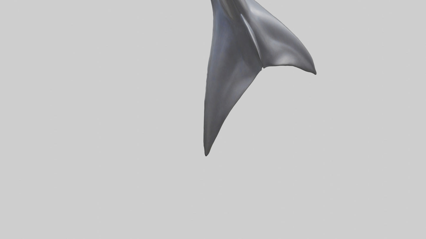 3D model Dolphin Dorsal Fin VR / AR / low-poly
