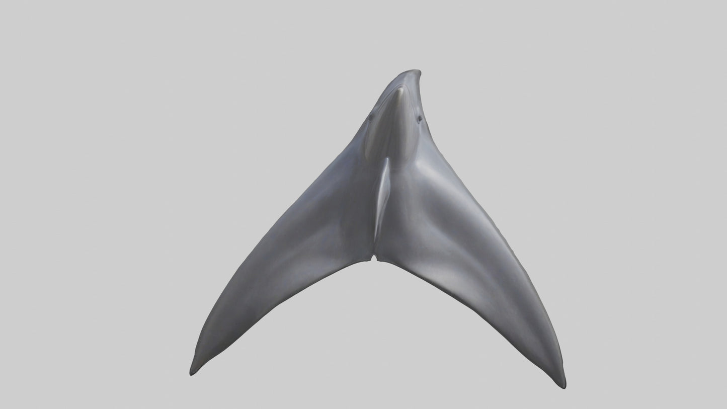 3D model Dolphin Dorsal Fin VR / AR / low-poly