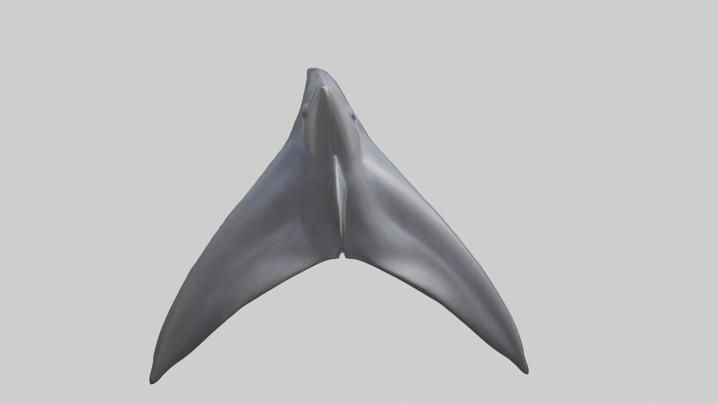 3D model Dolphin Dorsal Fin VR / AR / low-poly