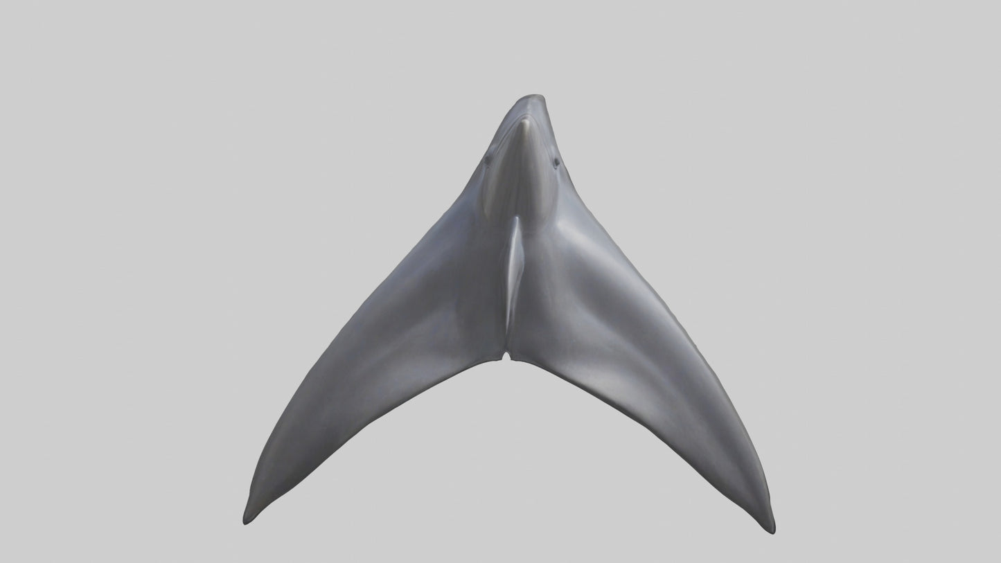 3D model Dolphin Dorsal Fin VR / AR / low-poly