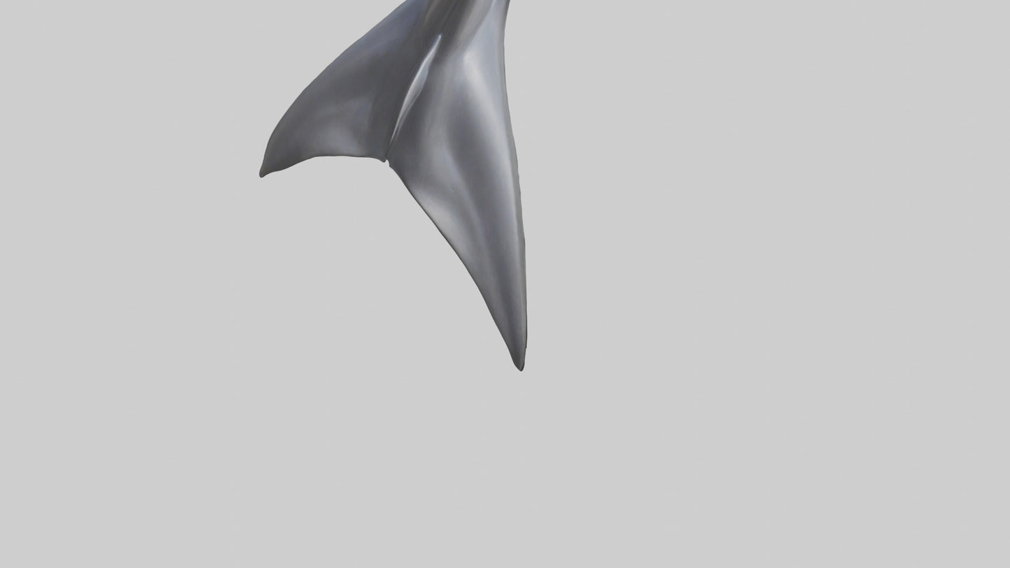 3D model Dolphin Dorsal Fin VR / AR / low-poly