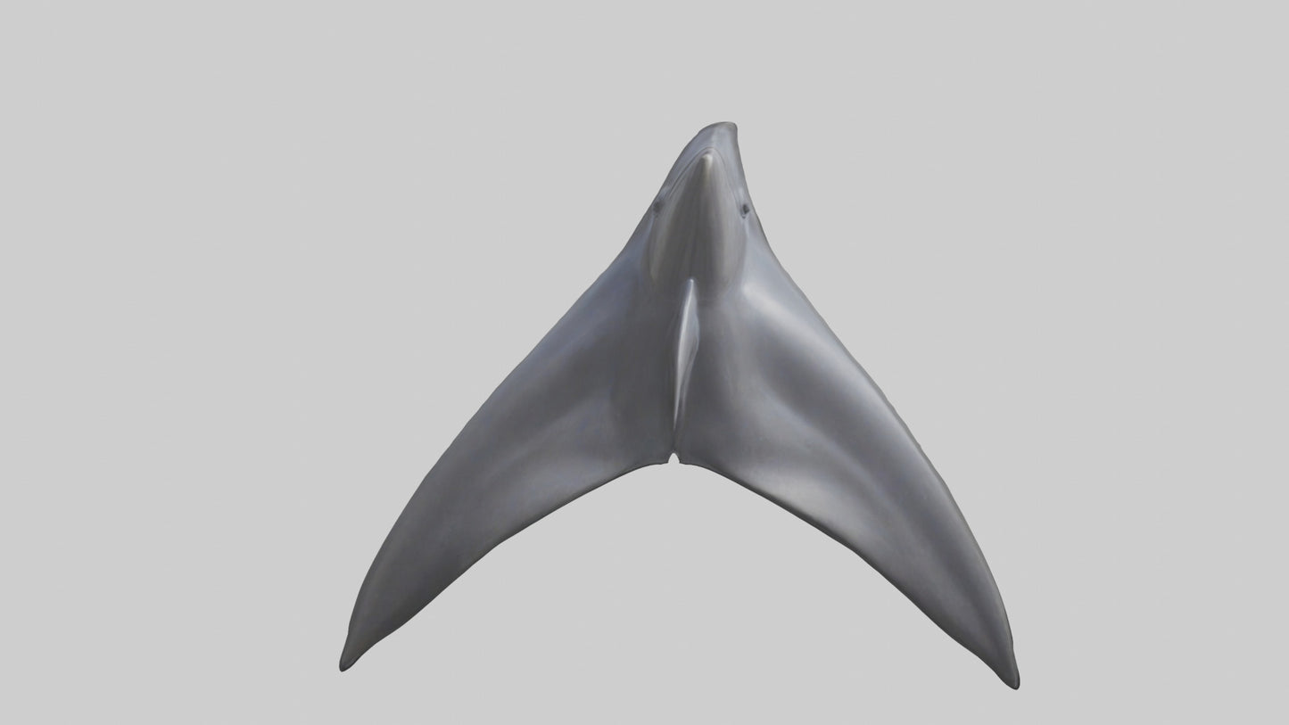 3D model Dolphin Dorsal Fin VR / AR / low-poly