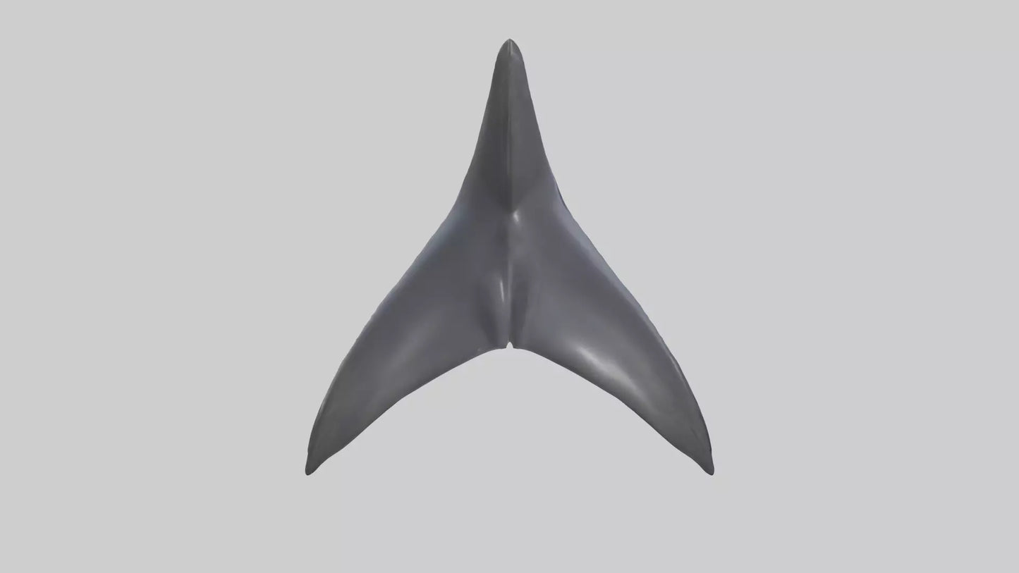3D model Dolphin Dorsal Fin VR / AR / low-poly
