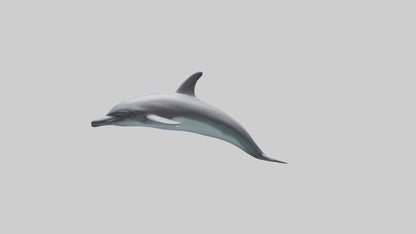 Dolphin Dorsal Fin Model VR / AR / low-poly