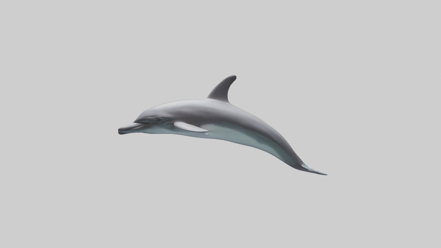 Dolphin Dorsal Fin Model VR / AR / low-poly