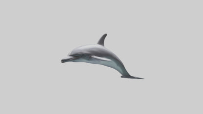 Dolphin Dorsal Fin Model VR / AR / low-poly