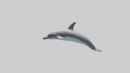 Dolphin Dorsal Fin Model VR / AR / low-poly