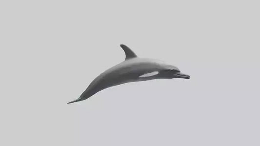 Dolphin Dorsal Fin Model VR / AR / low-poly