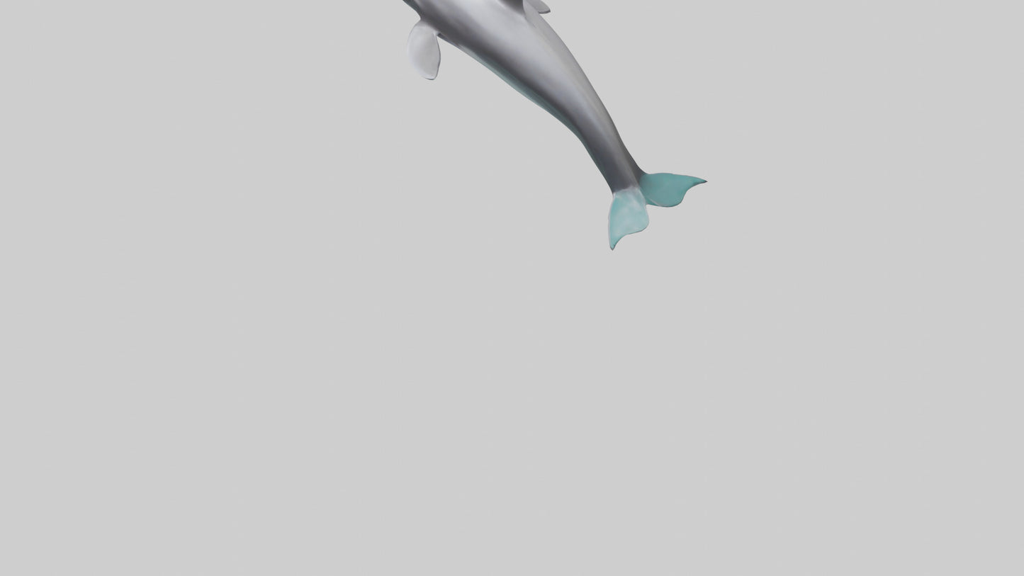 Dolphin Dorsal Fin Model VR / AR / low-poly