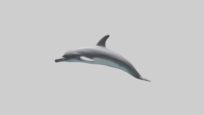 Dolphin Dorsal Fin Model VR / AR / low-poly