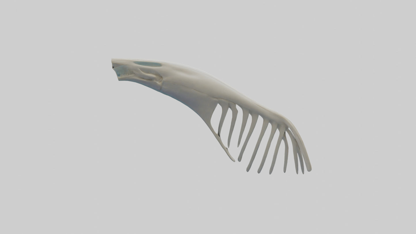 Dolphin Fin Skeleton model 3D model