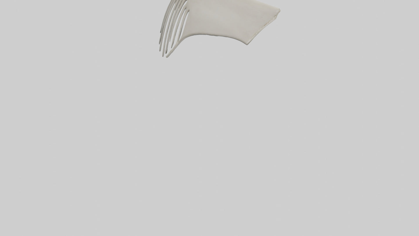 Dolphin Fin Skeleton model 3D model