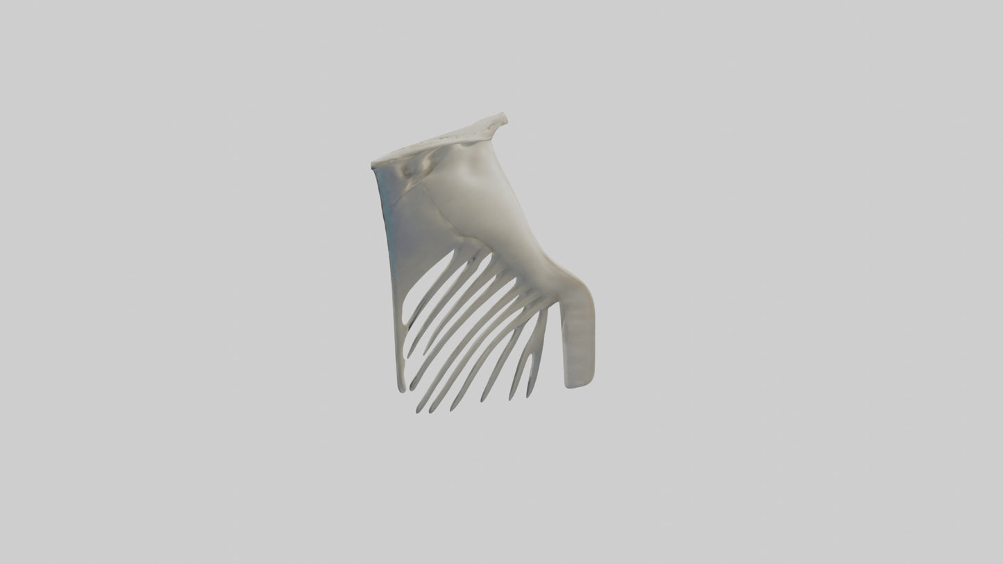 Dolphin Fin Skeleton model 3D model