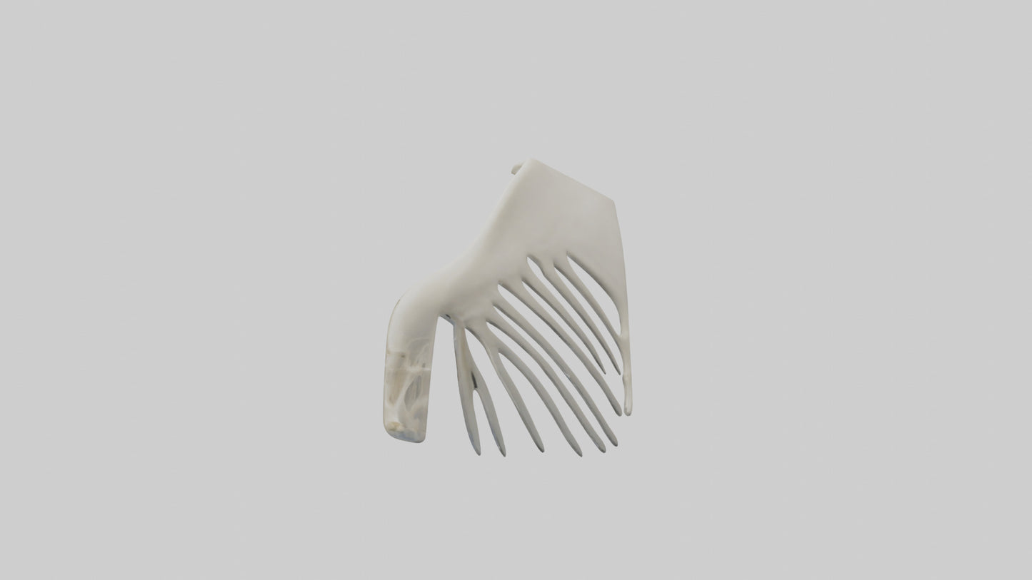 Dolphin Fin Skeleton model 3D model