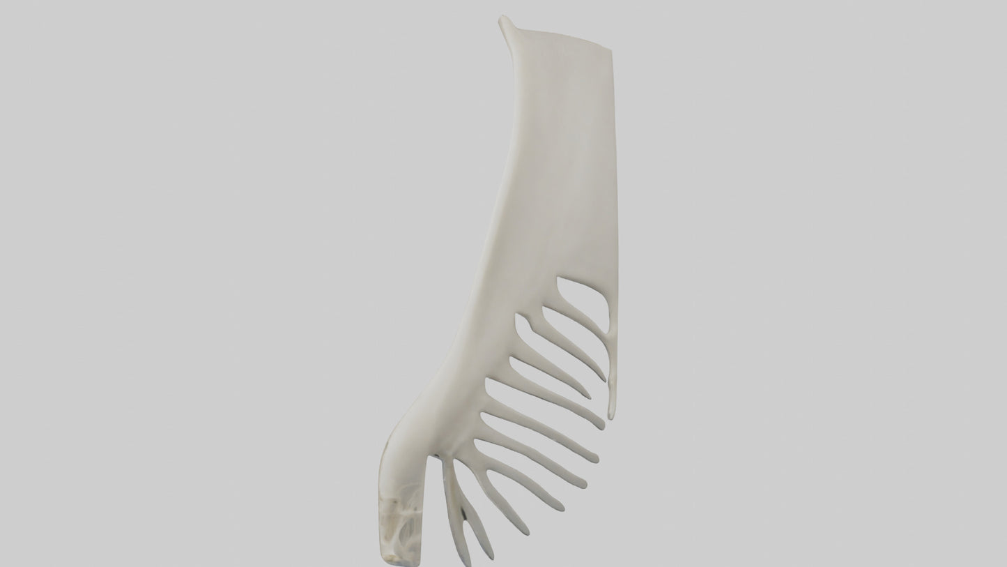 Dolphin Fin Skeleton model 3D model