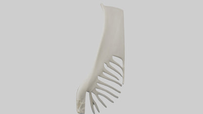 Dolphin Fin Skeleton model 3D model