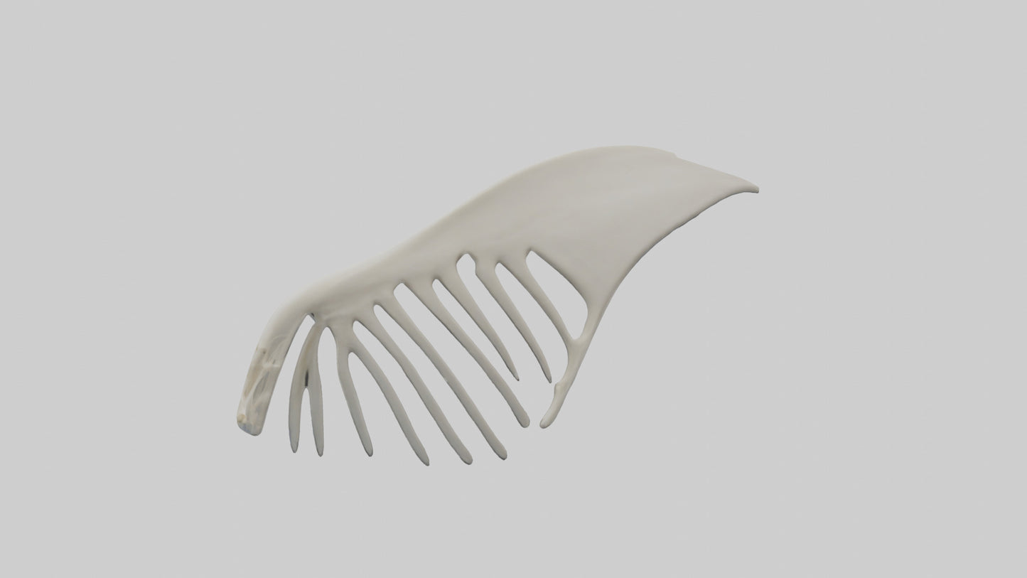 Dolphin Fin Skeleton model 3D model